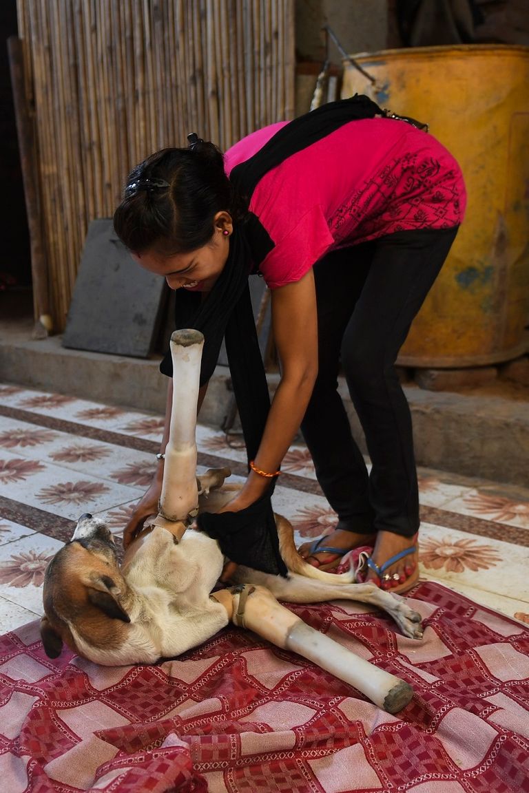 الكلبة "روكي" في الملجأ التابع لجمعية "بيبول فور أنيمالز إنديا"