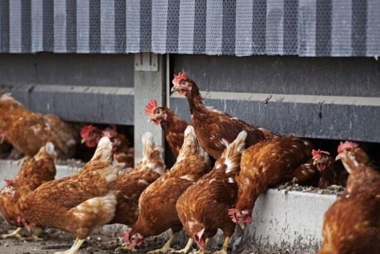 دجاج في حظيرة