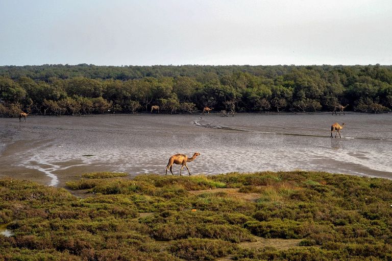 صيادون في كراتشي