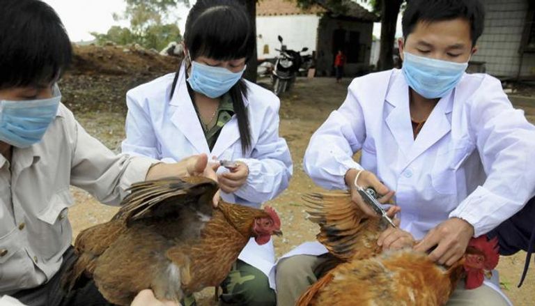 أشخاص يلقحون دجاجا للوقاية من إنفلونزا الطيور
