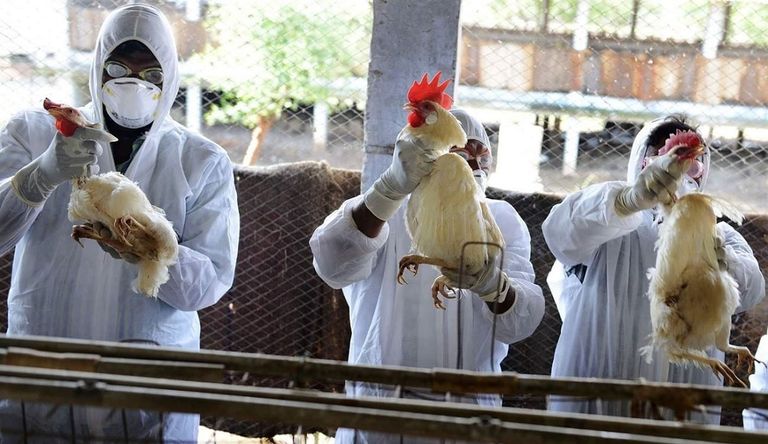 أشخاص يلقحون دجاجا للوقاية من إنفلونزا الطيور