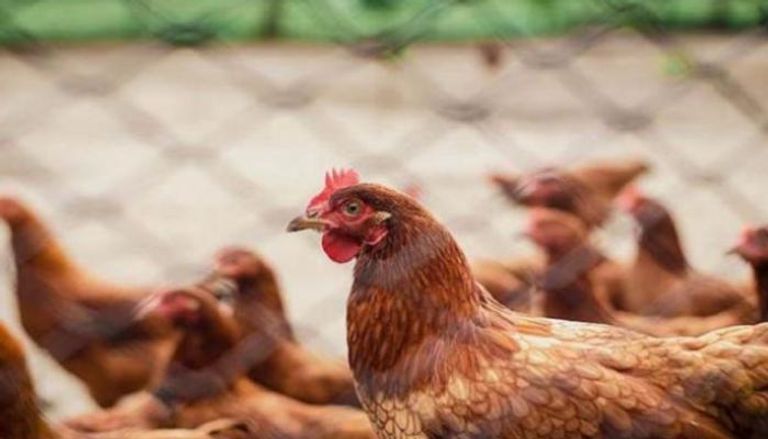 أشخاص يلقحون دجاجا للوقاية من إنفلونزا الطيور