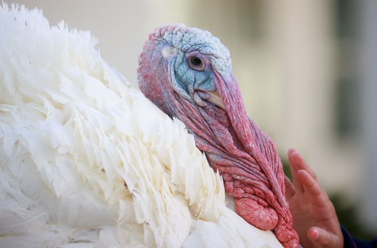 الديك الرومي "كورن" داخل البيت الأبيض ترامب يعفو عن ديك رومي