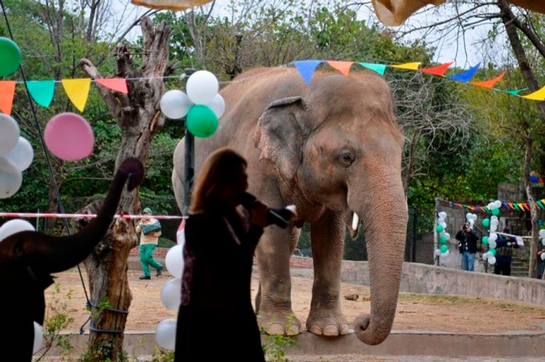 حفلة وداع لفيل في باكستان