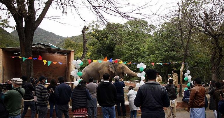 حفلة وداع لفيل في باكستان