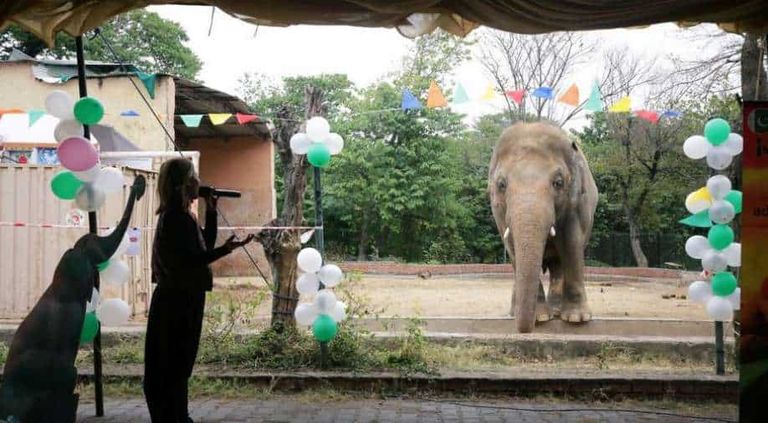 حفلة وداع لفيل في باكستان