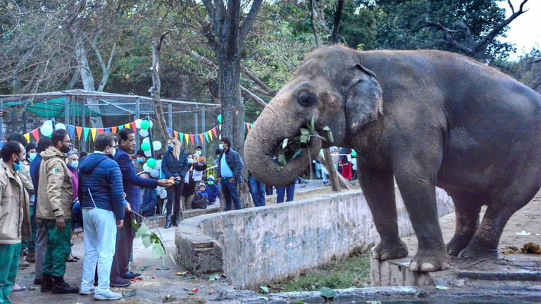 حفلة وداع لفيل في باكستان