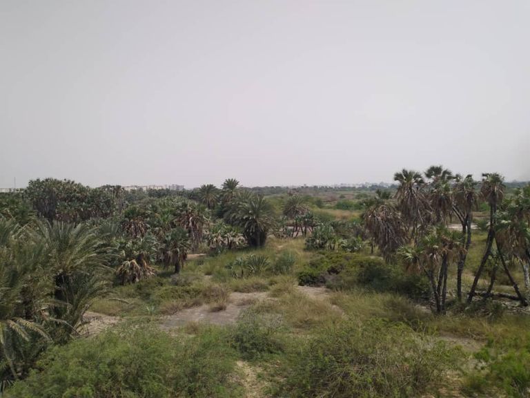 البيئة.. ضحية الحرب الحوثية على عدن