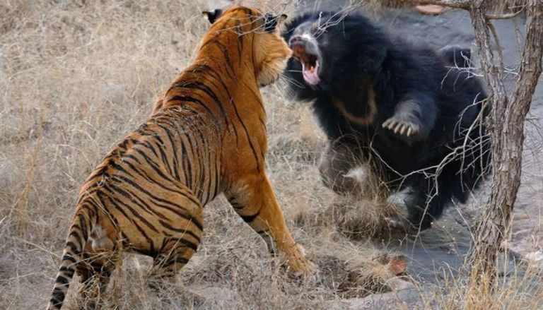 نمر بنغالي يهاجم دب الكسلان