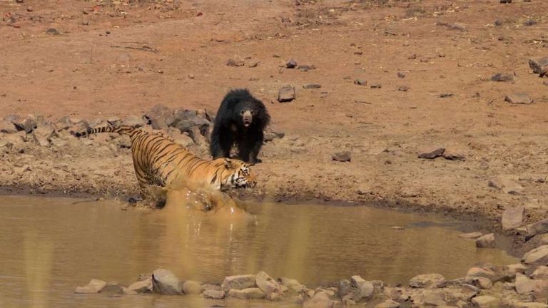 نمر بنغالي يهاجم دب الكسلان