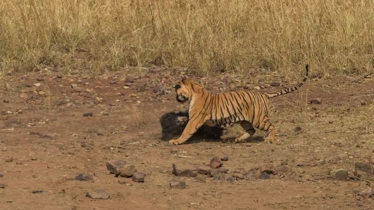 نمر بنغالي يهاجم دب الكسلان