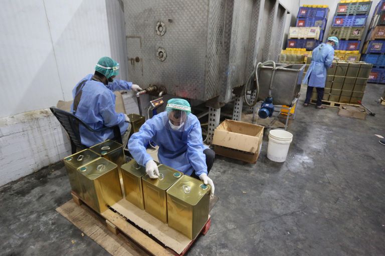 عمال فلسطينيون يجهزون أول شحنة زيت للتصدير