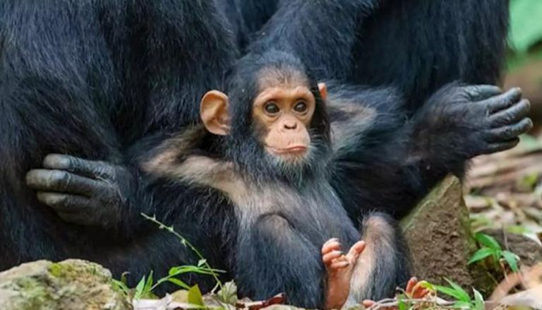 المحمية تشهد ولادة قرد شمبانزي للمرّة الأولى منذ سنوات