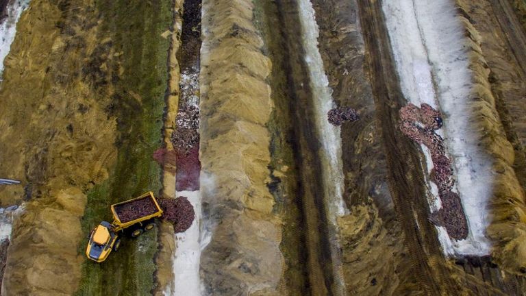 حيوانات المنك تخرج من المقابر الجماعية في الدنمارك