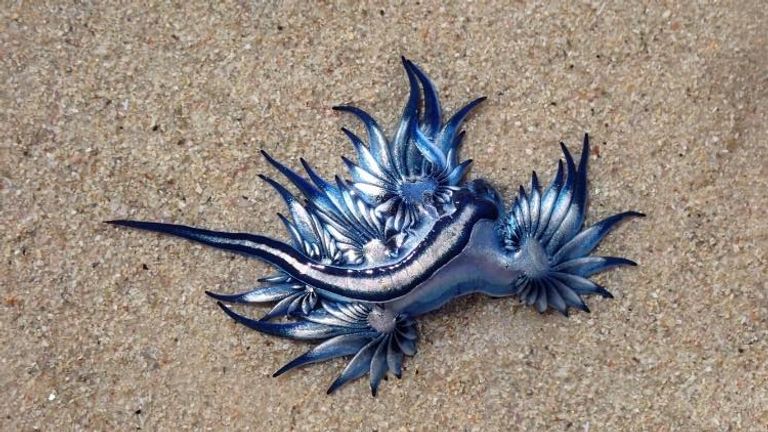 التنين الأزرق بشكله الغريب