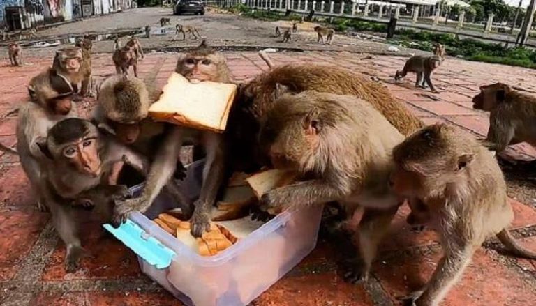 القرود تتقاتل للحصول على كسرة خبز