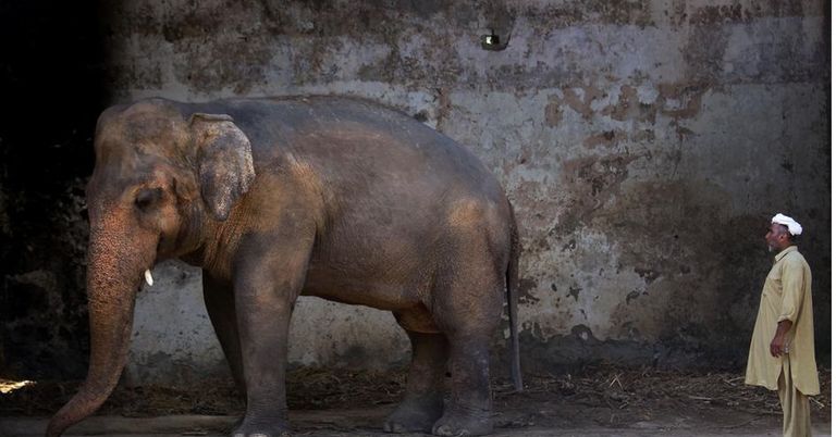 الفيل "كافان"