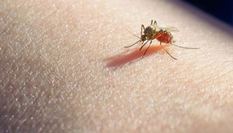 الملاريا تنتقل إلى البشر من خلال لدغات البعوض