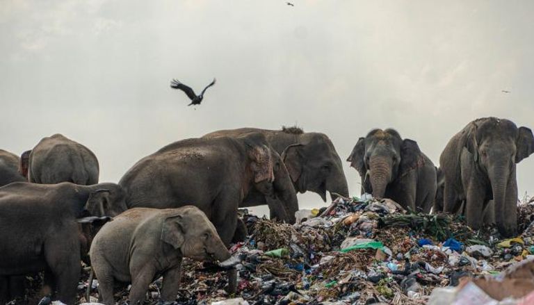تناول البلاستيك يؤدي لنفوق الفيلة في سريلانكا