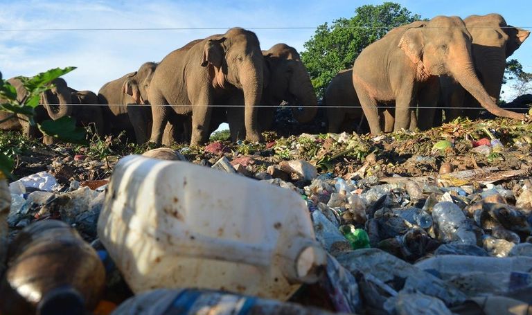 تناول البلاستيك يؤدي لنفوق الفيلة في سريلانكا
