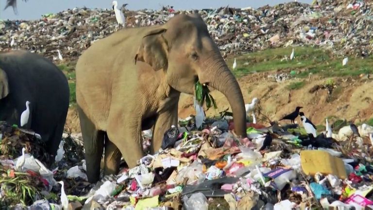 تناول البلاستيك يؤدي لنفوق الفيلة في سريلانكا