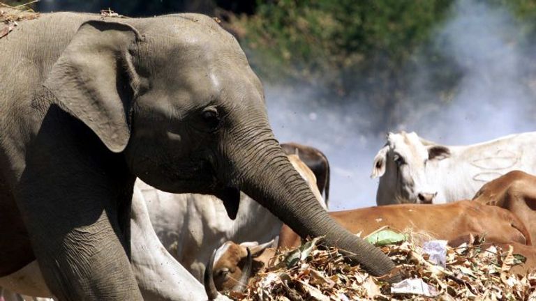 تناول البلاستيك يؤدي لنفوق الفيلة في سريلانكا