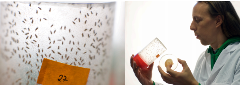 الدكتور سيباستيان جرونكي، من "معهد ماكس بلانك لبيولوجيا الشيخوخة" في ألمانيا يقوم بأبحاث عن الشيخوخة الباحث سيباستيان جرونكي