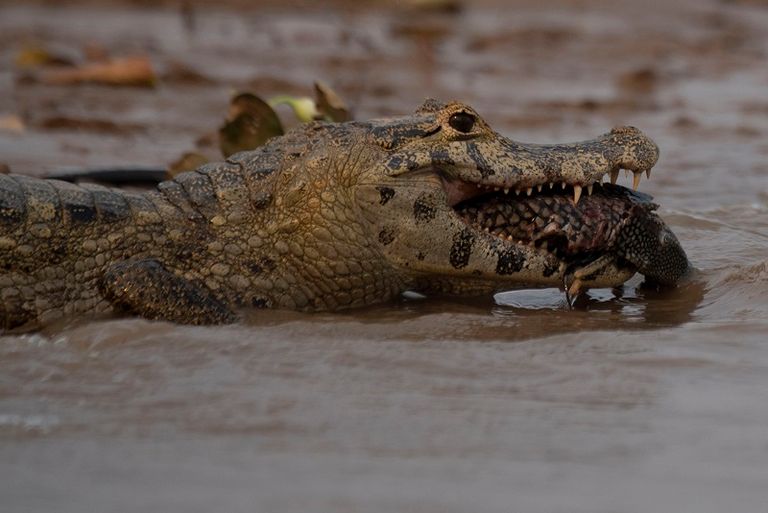 Диких крокодилов. Chambal River Crocodiles.