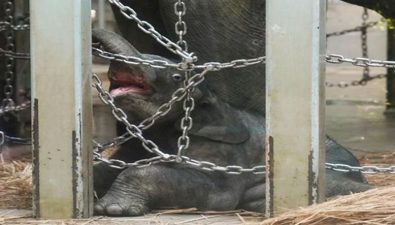 أول فيل يولد بأقدم حديقة حيوان يابانية منذ 138 عاما