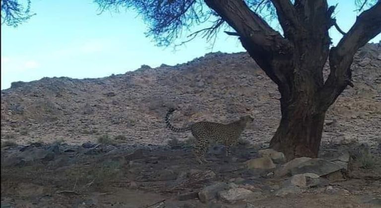 الفهد الصحراوي الذي رصد جنوب الجزائر