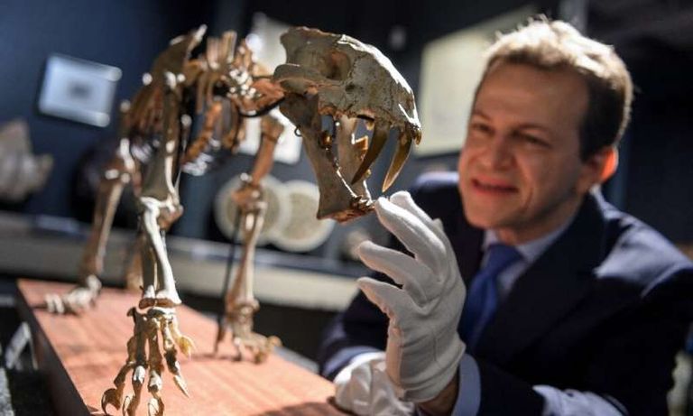 متحجرة النمر السيفي