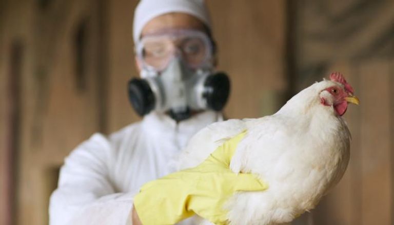 بريطانيا تفرض قواعد مشددة لمنع انتشار إنفلونزا الطيور- أرشيفية