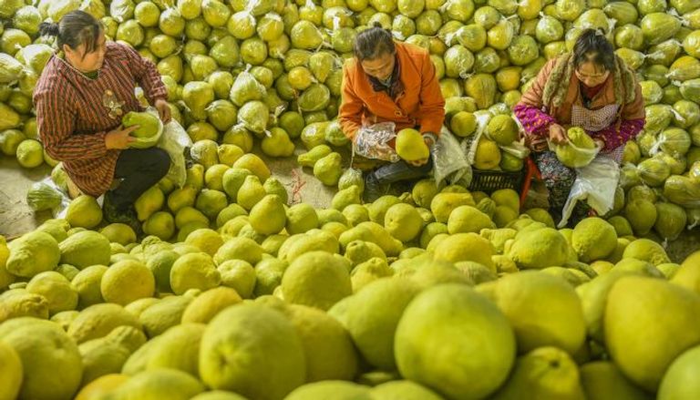 صينيون يغلفون فاكهة البوملي لإبقائها طازجة في قرية تشيوان بوسط الصين