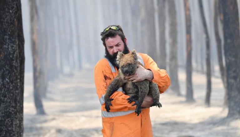 حرائق الغابات في أستراليا تهدد حيوانات الكوالا