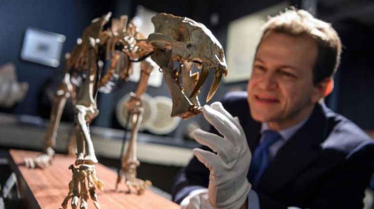 متحجرة نمر سيفي