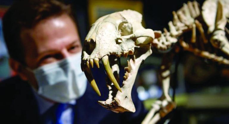 متحجرة نمر سيفي