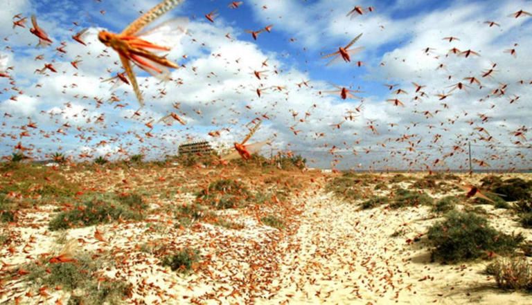 رئيس الوزراء الإثيوبي آبي أحمد 