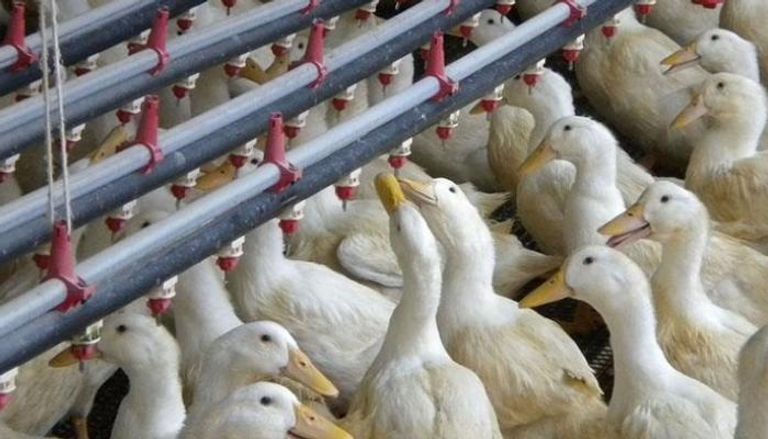 إنفلونزا الطيور تضرب مزرعتين للبط في فرنسا