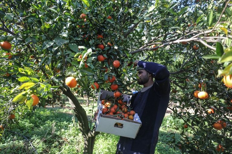 رواج سوق الأعشاب مع ازدياد إصابات كورونا بغزة