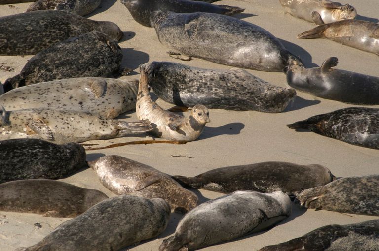 فقمة من نوع 