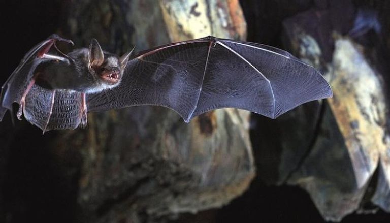 علماء يركزون على الخفافيش في جهودهم لتجنب وباء عالمي جديد