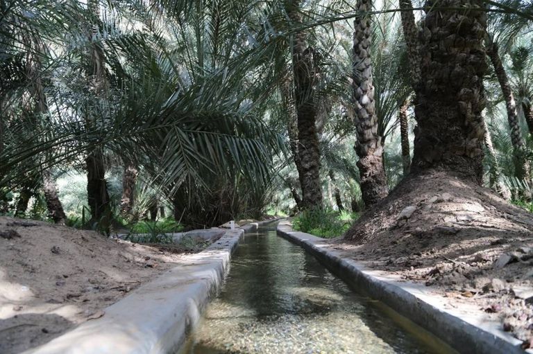 سباق الهجن في الإمارات