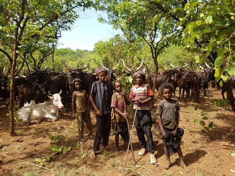 الدراسات تركز دوما على أهمية تقليل استهلاك اللحوم لحماية البيئة