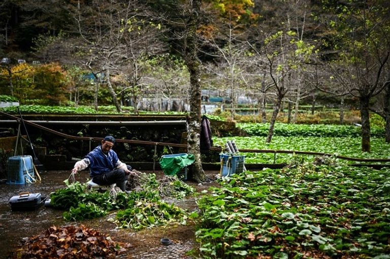  مزرعة الواسابي في إيزو قرب طوكيو