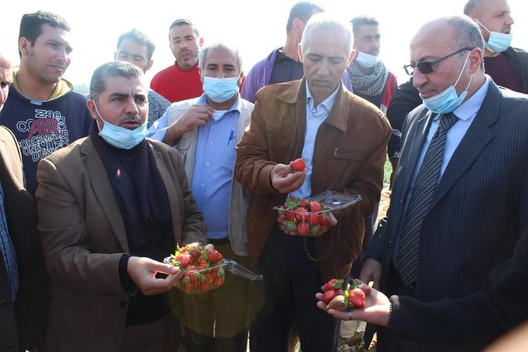 مزارع يعرض محصول الفراولة في شمال غزة - أرشيف