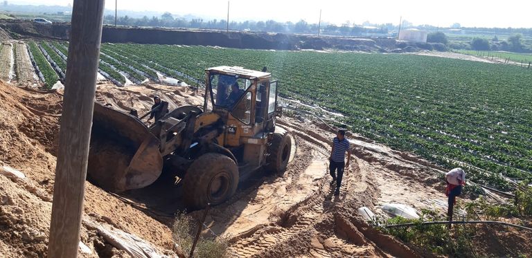 مزارع يعرض محصول الفراولة في شمال غزة - أرشيف