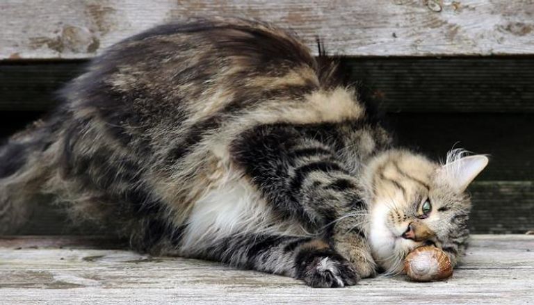التيبس عند الحركة من علامات التهاب المفاصل عند القطط