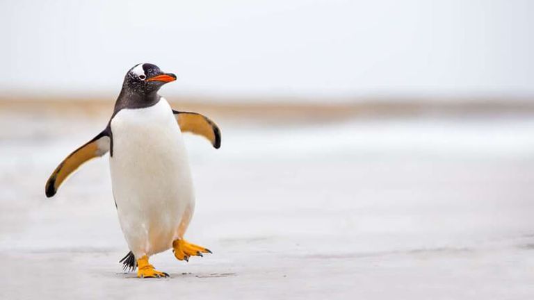 اللاعب البيروني أسامة بن لادن خيمينز لوبيز