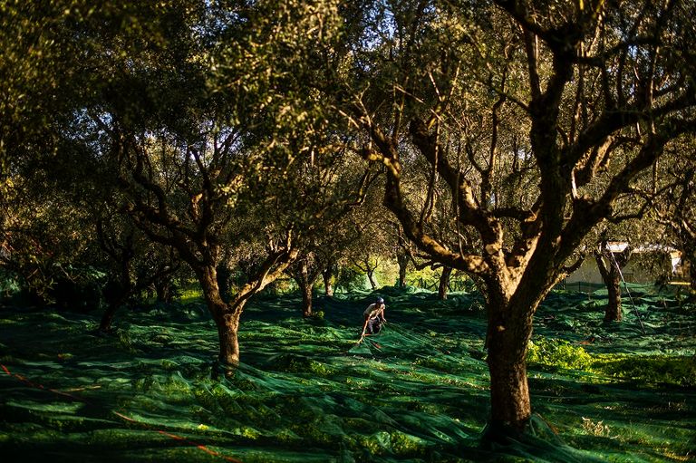 جائحة كورونا تلقي بثقلها على حصاد الزيتون في بيلوبونيز اليونانية
