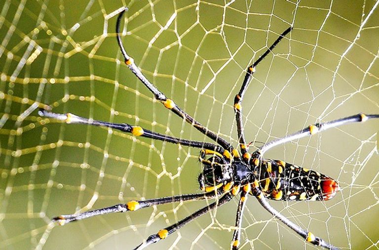 العين الإخبارية ترصد حلولا علمية مستوحاة من الطبيعة